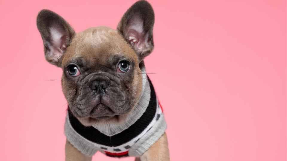 French Bulldog Grooming and Care 101