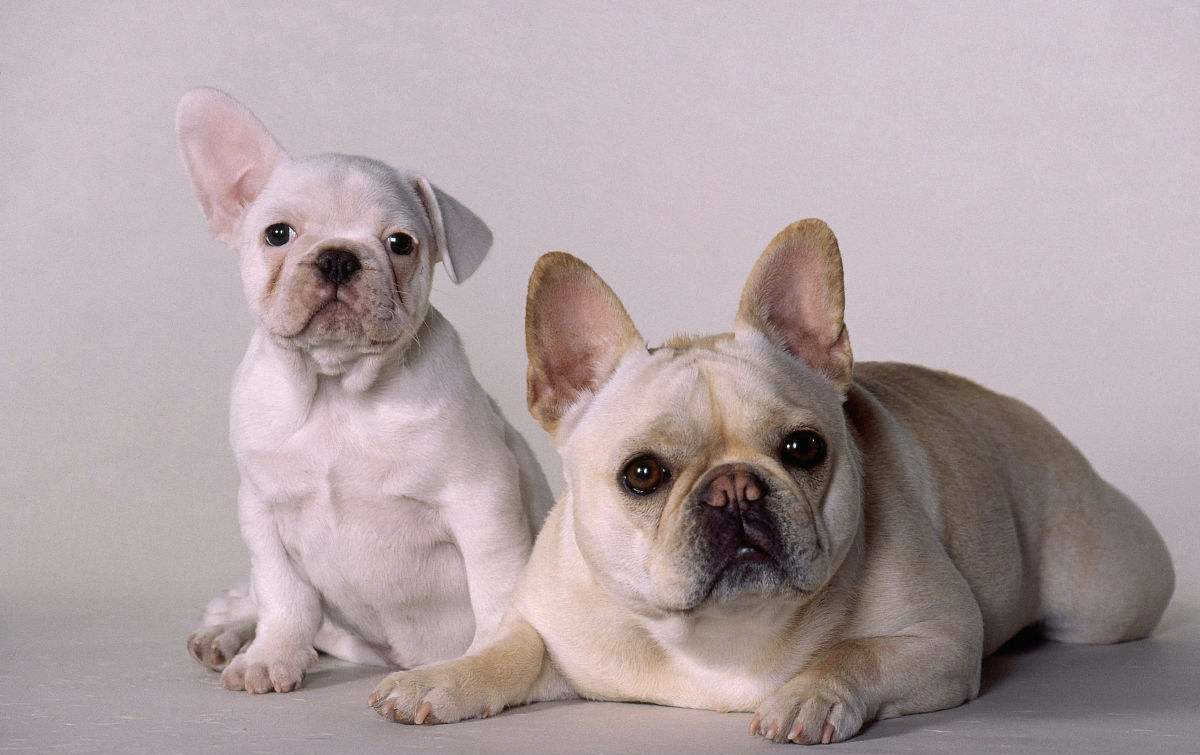 French Bulldog