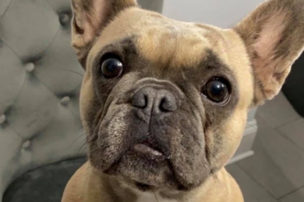 French Bulldog